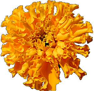 marigold