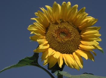 Sunflower in the sun